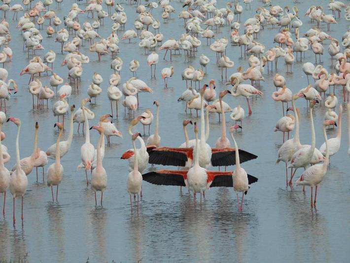 Casa rural para 7 personas, con vistas además de piscina y jardín, Se admiten mascotas en Delta del Ebro - 3
