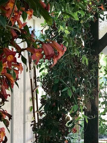 Vacation Home for 2 Guests in Gilbert, Arizona, Picture 1