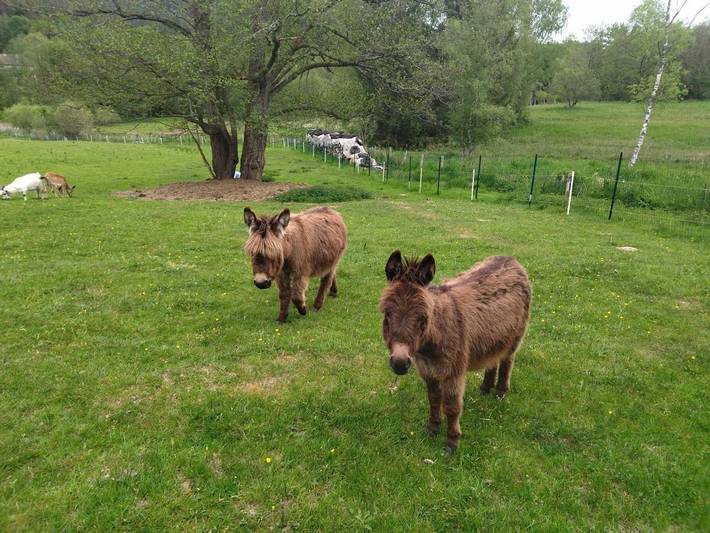 Gîte pour 4 personnes, animaux acceptés à Taintrux - 3
