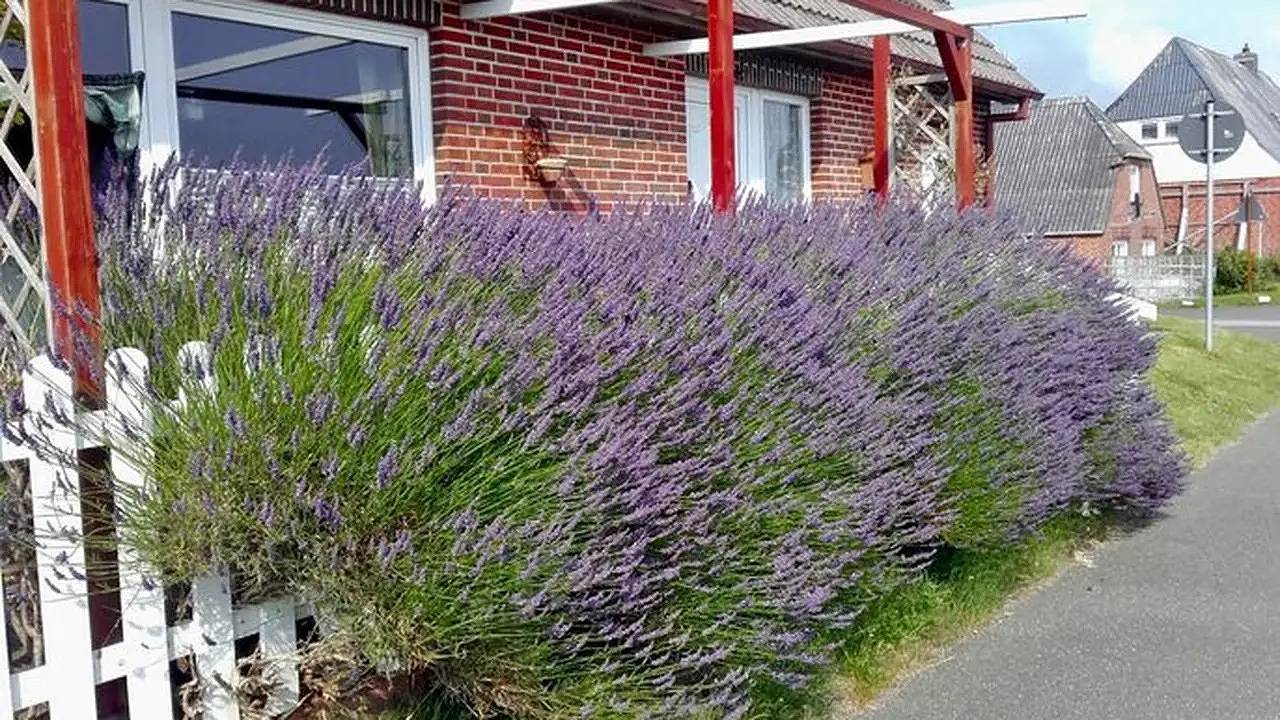 Ganze Ferienwohnung, Ferienwohnung für 4 Personen (60 m²) in Nordstrand in Nordstrand (Gemeinde), Nordstrand