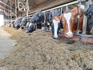 Ferienwohnung für 5 Personen in Kollmar, Kreis Steinburg, Bild 1