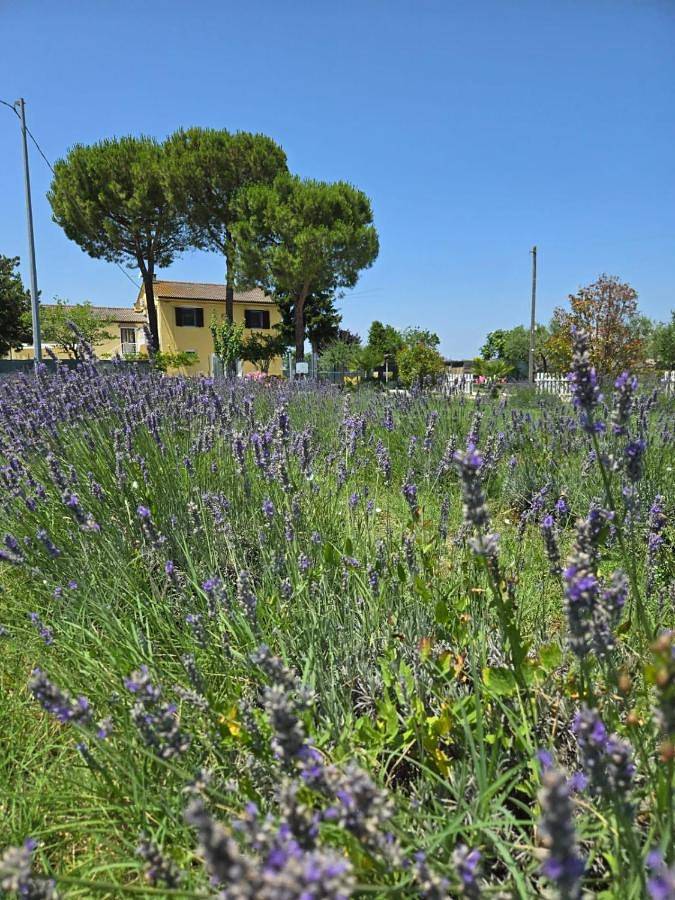 Casa vacanza per 3 persone, con Giardino e Piscina nonché Panorama a Castelfidardo