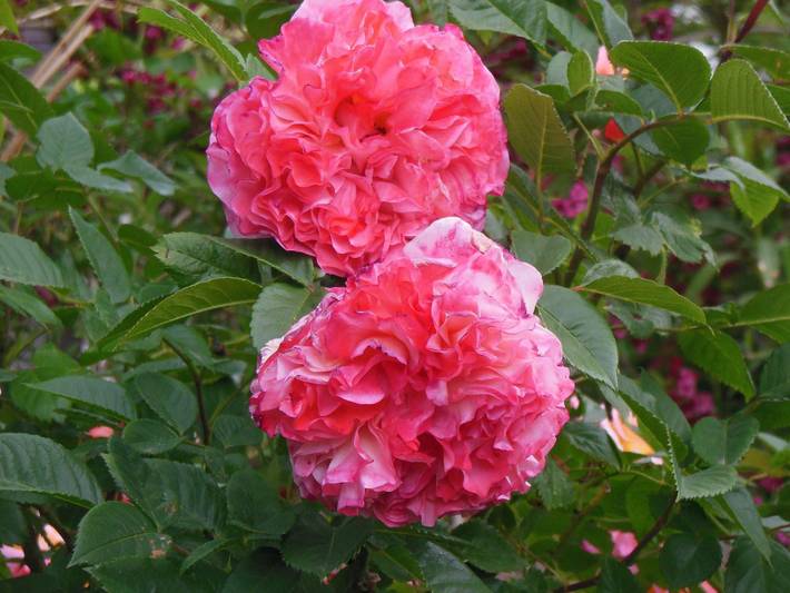 Ferienwohnung für 2 Personen am Bodensee - 3