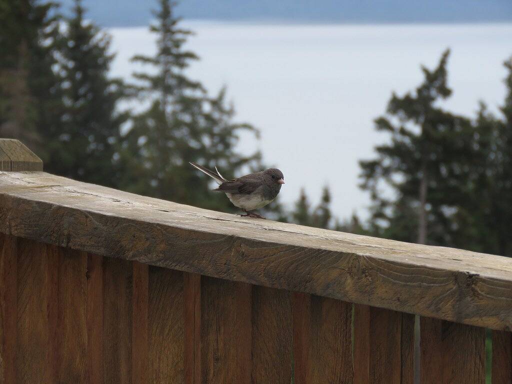 Glacier View Getaway auf Kilcher Familie Homestead in Alaska das Last Frontier in Kenai Peninsula