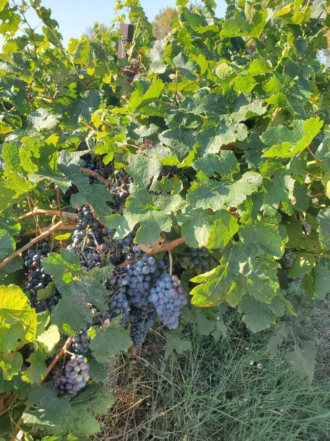 Location de vacances pour 4 personnes, avec jardin ainsi que vue et piscine à Arpaillargues-et-Aureillac - 2