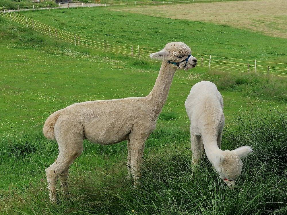 Bauernhof König - Sternschnuppe in Zwiesel, Ostbayern