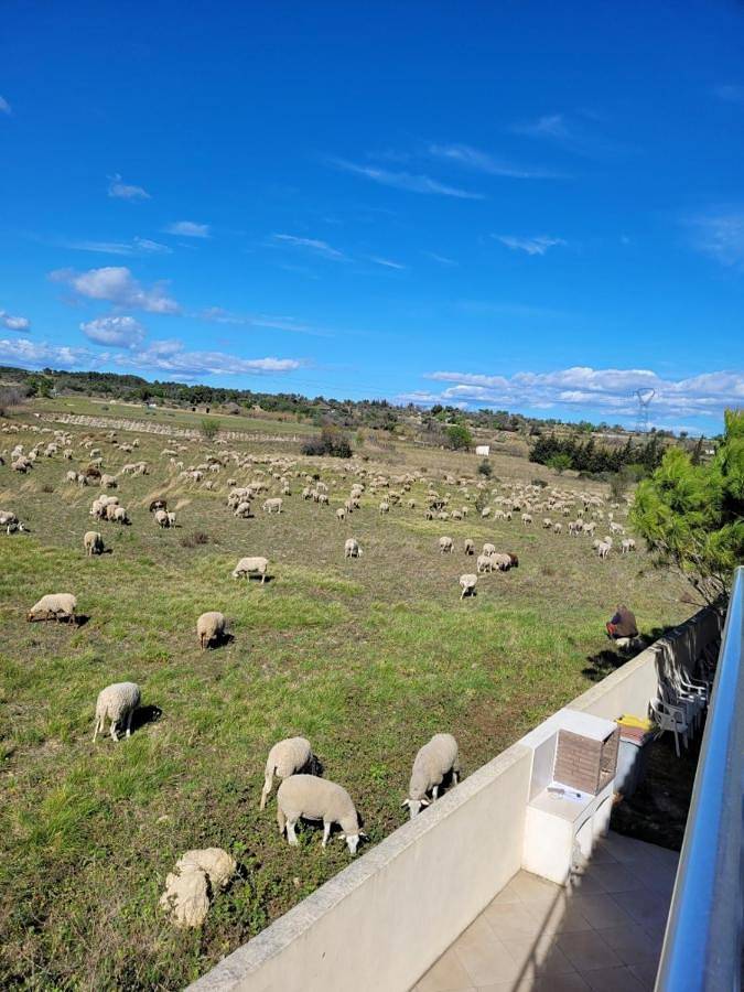 Gîte pour 4 personnes, avec vue, animaux acceptés à Loupian - 4