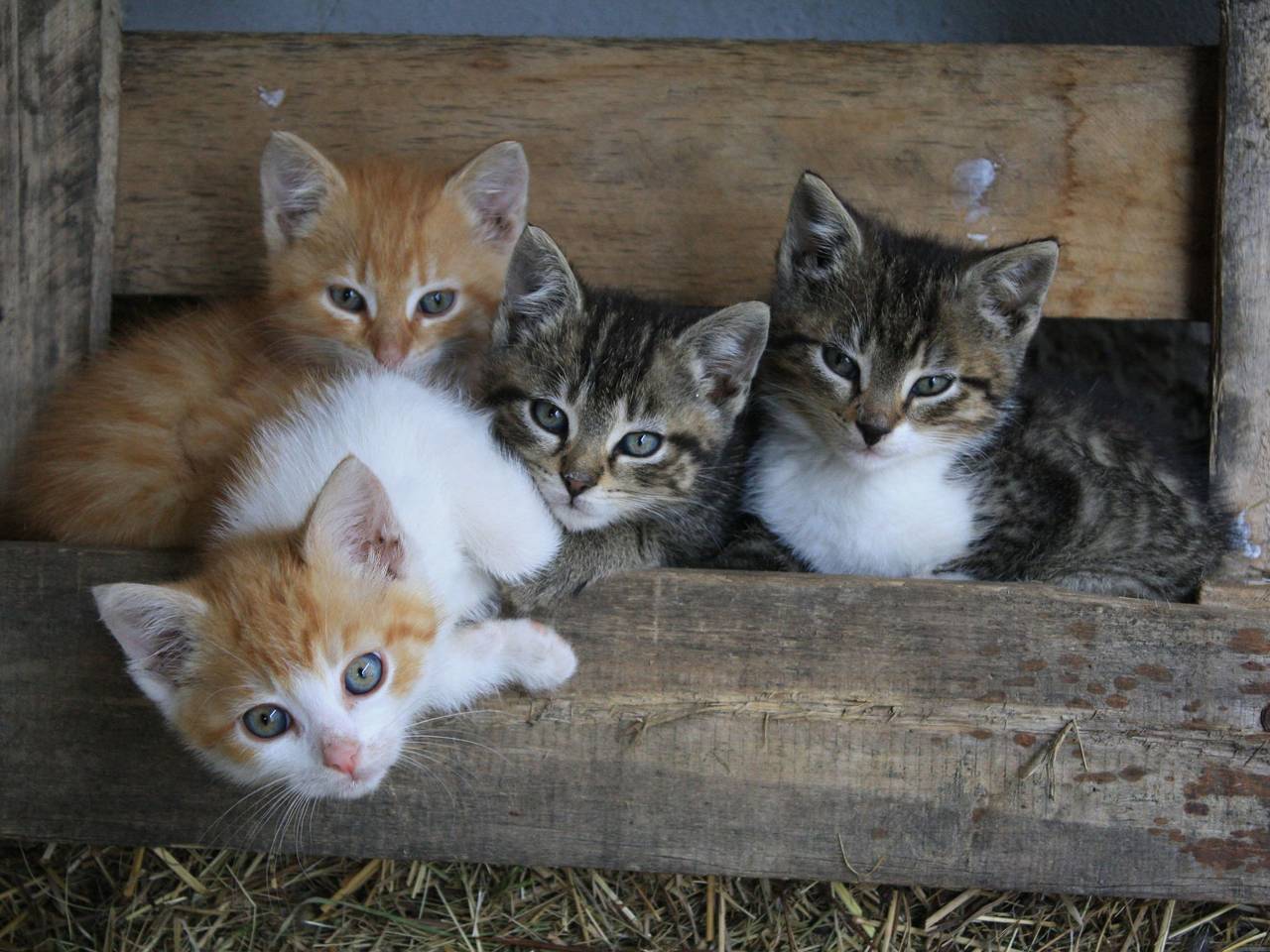 Ganze Wohnung, Kleine Fewo in Dornburg-Camburg, Saaleland