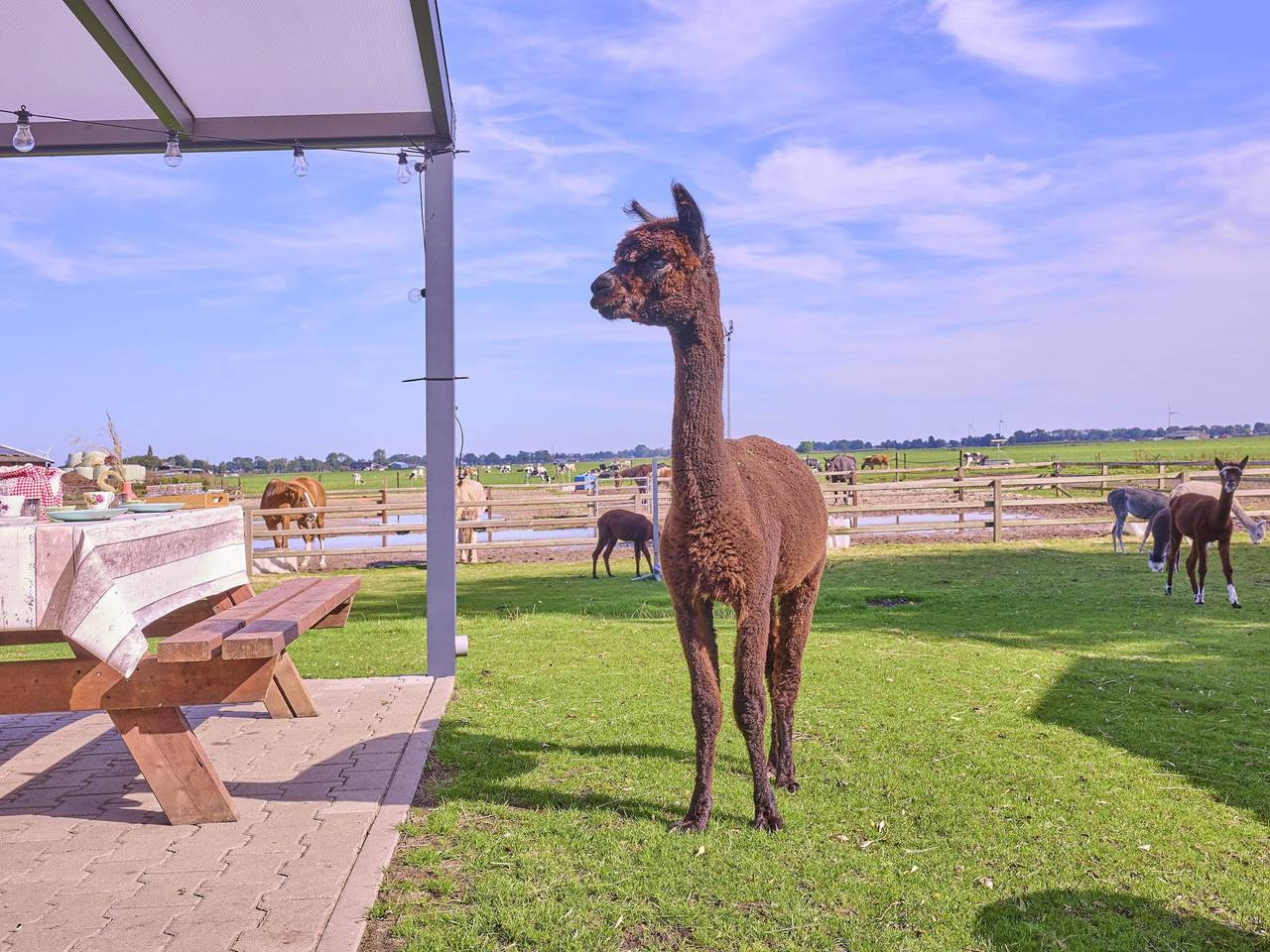 Holiday home with views of alpacas and horses in Parque Nacional Weerribben-Wieden