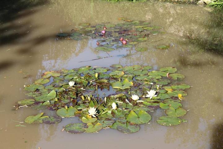 Gîte pour 4 personnes, avec piscine et vue sur le lac ainsi que jardin et vue, animaux acceptés à Saint-Martin-de-Varreville - 4