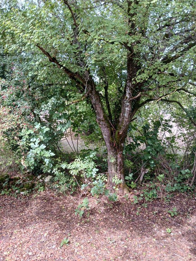 Appartement de vacances pour 2 personnes, avec jardin ainsi que vue et piscine dans le Tarn-et-Garonne - 3