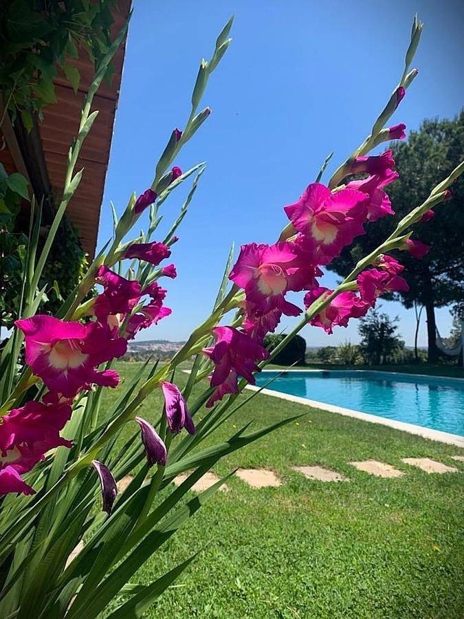 Chambre d’hôte pour 2 personnes, avec piscine et jardin ainsi que terrasse et vue dans Montemor-o-Novo - 2