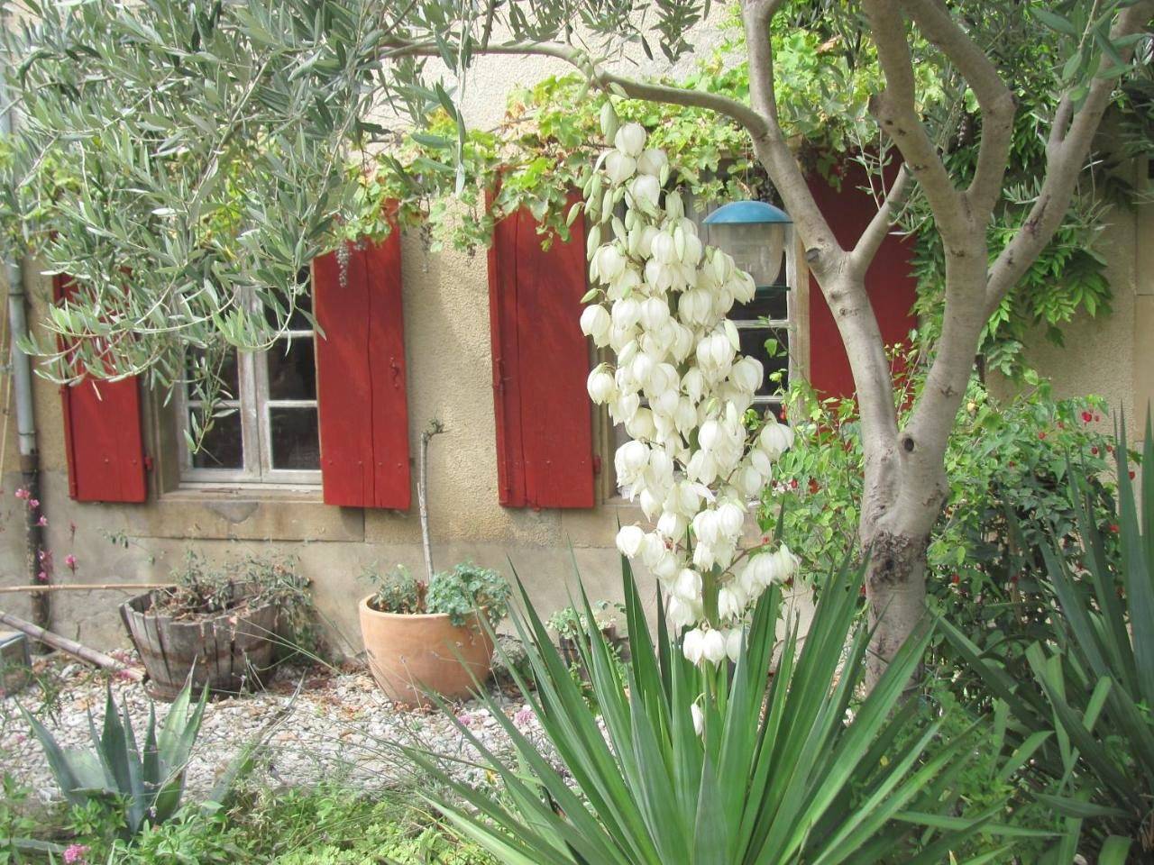 Au pied du Figuier in Pauligne, Région de Limoux