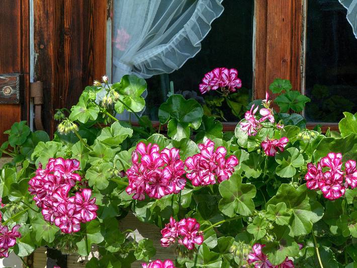 Ferienwohnung für 2 Personen, mit Seeblick und Garten am Tegernsee - 3