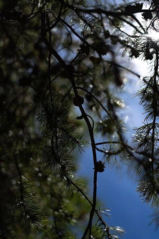 Berg hoch - Great Mountain Home in Monarch, Chaffee County
