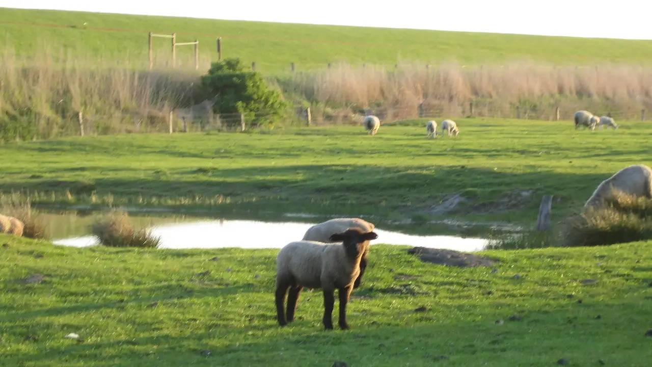 Ganze Ferienwohnung, Ferienwohnung für 2 Personen (27 m²) in Dagebüll in Dagebüll, Nordfriesland