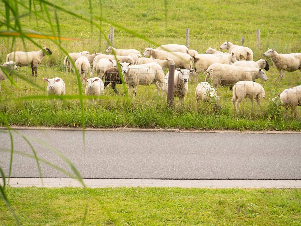 Ganze Ferienwohnung, Ferienwohnungen Heinrich - Fewo West W1 , Dusche, Wc, 2 Schlafräume in Butjadingen, Nordseeküste