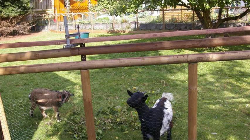 Ferienhaus für 4 Personen, mit Garten, mit Haustier im Nahetal - 3