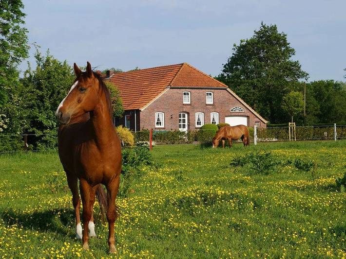 Ferienhaus für 5 Personen, mit Terrasse und Garten in Ochtersum - 4