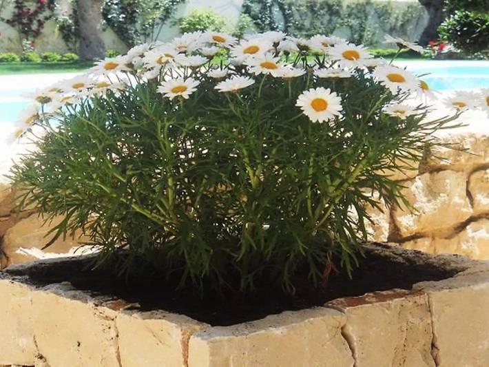 Gîte pour 7 personnes, avec piscine et jardin à Donnalucata - 2