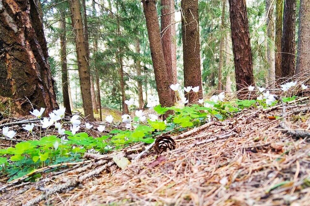 Ganze Wohnung, Einfache Unterkunft in ruhiger Lage mitten in der Natur in Tagusens, Kastelruth