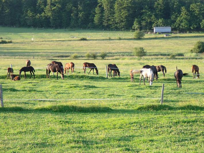 Location de vacances pour 4 personnes en Moselle - 2