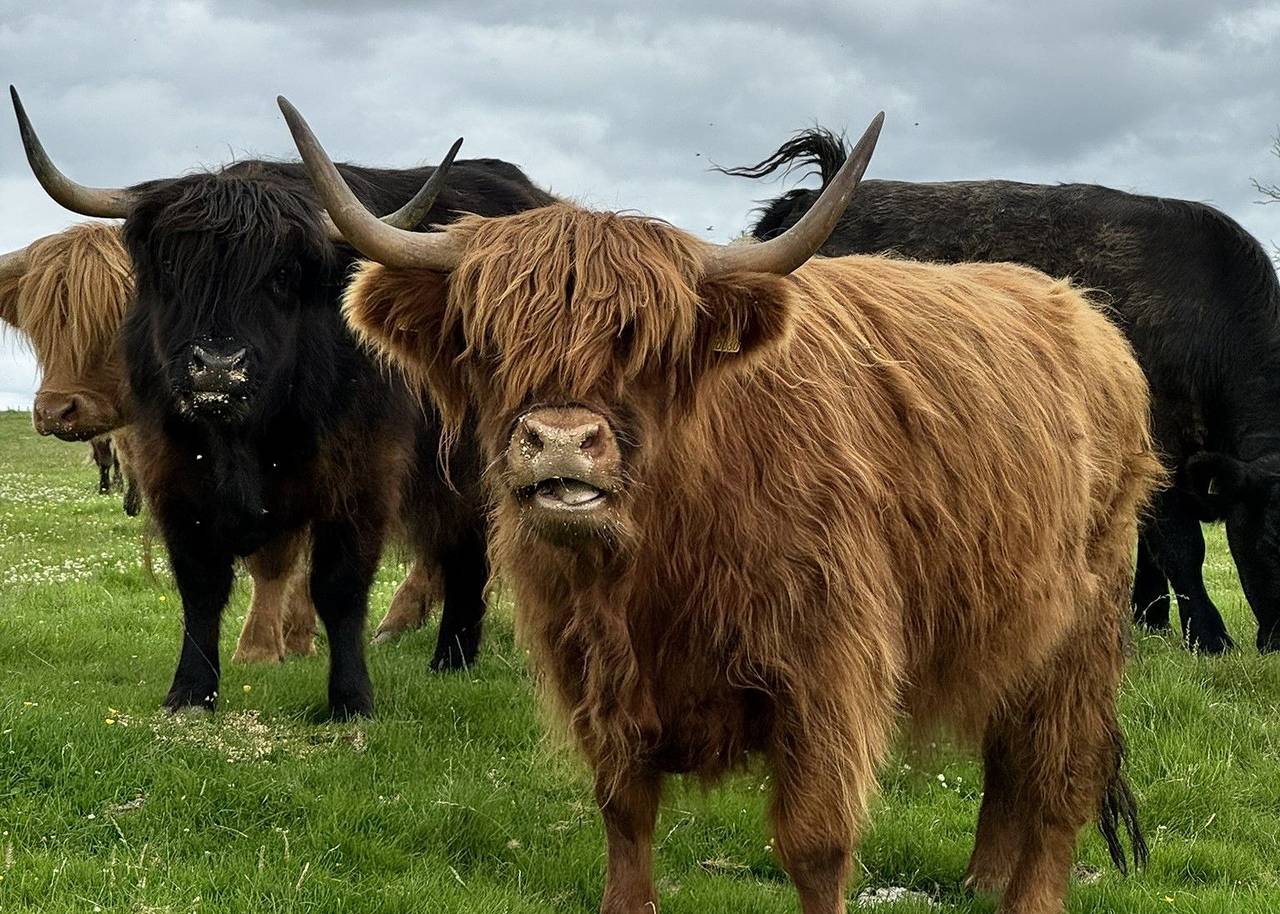 Wee Newton in Dumfries und Galloway
