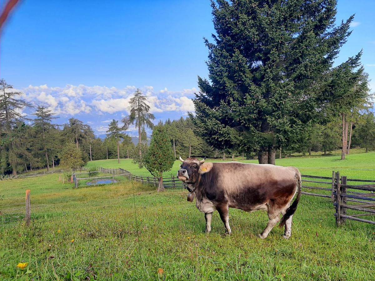 Gasthof Schmiederalm in Aldein, Eggental