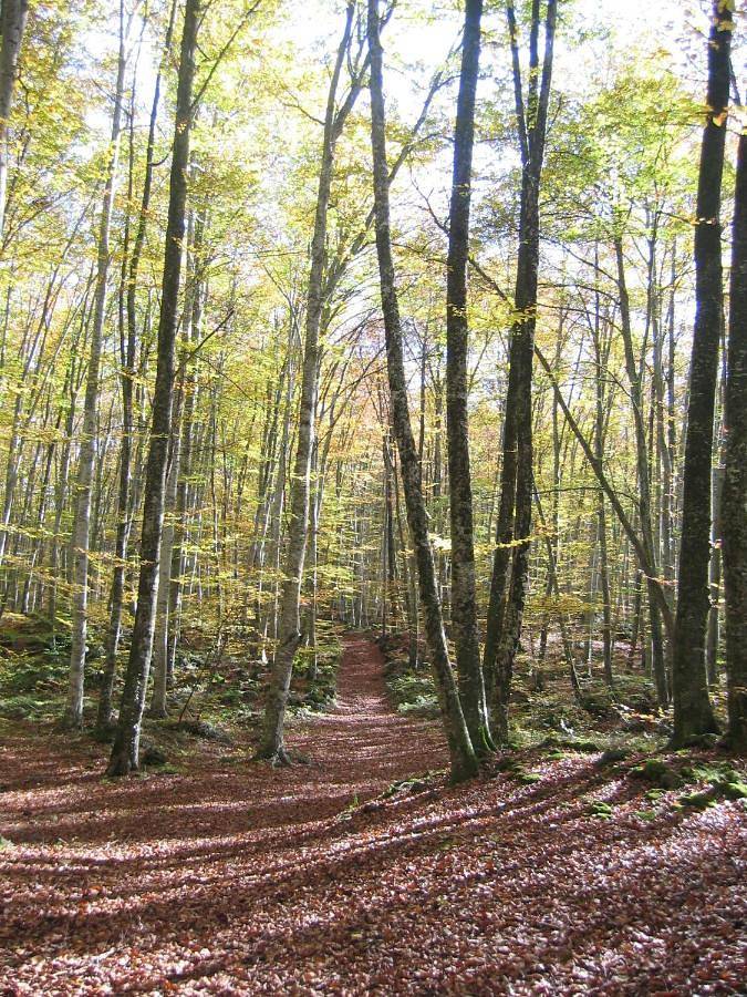 Gîte pour 4 personnes, avec vue et jardin à Santa Pau - 4