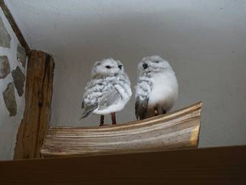 Ferienwohnung für 6 Personen in Erfurt, Thüringer Kernland, Bild 3