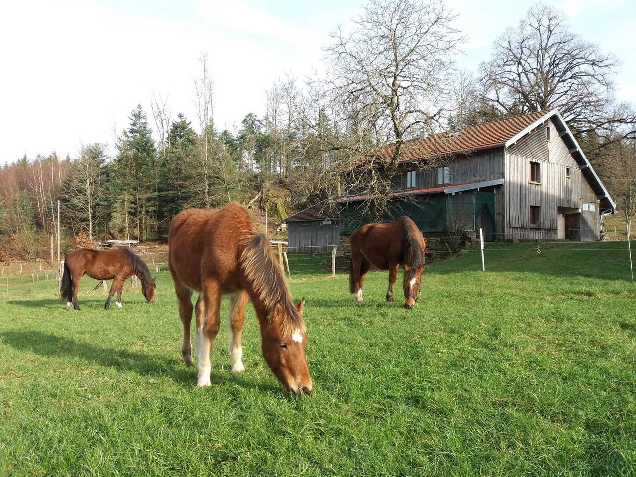 Gîte à la Ferme aux Moineaux in Dommartin-lès-Remiremont, Région d'Épinal