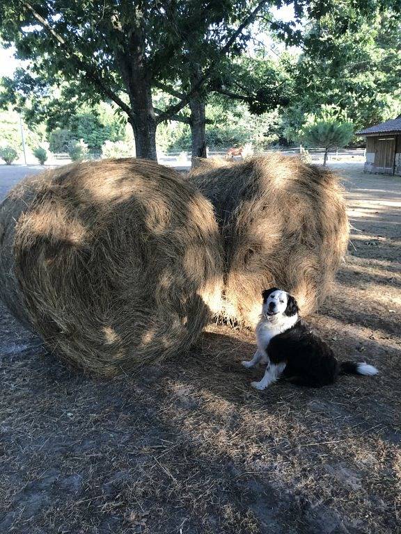 Chambre confortable avec piscine et parking près de la rivière Le Bès in Ousse-Suzan, Landes