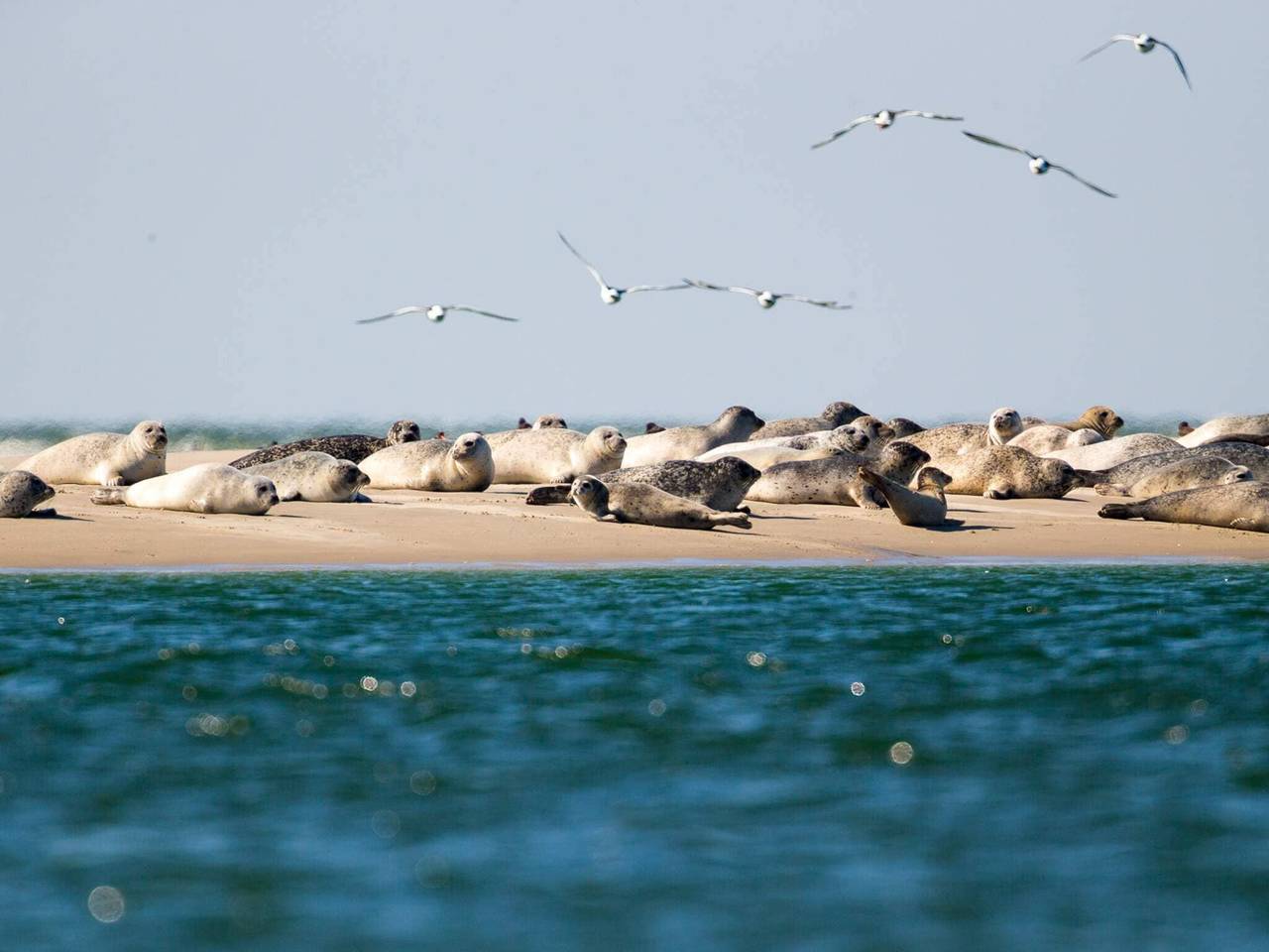 Entire apartment, 4 person holiday home in Fanø-By Traum in Nordby, Fanø