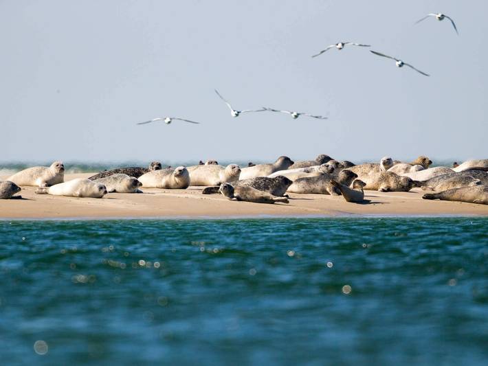 Ferienwohnung für 4 Personen, mit Pool und Sauna sowie Balkon, kinderfreundlich auf Fanø - 4