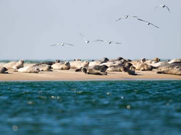 Hütte für 4 Personen in Fanø, Südjütland, Bild 3