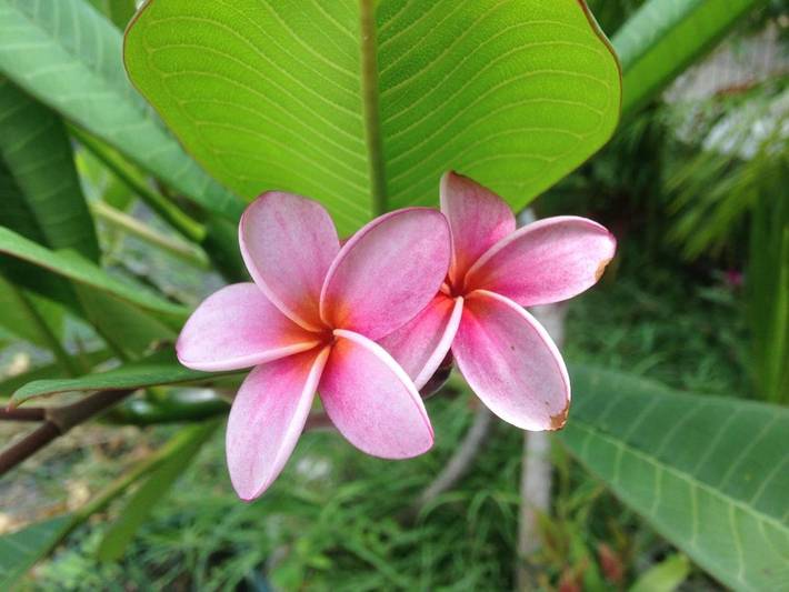 Chambre d’hôte pour 2 personnes, avec piscine ainsi que jardin et vue en Guadeloupe - 4