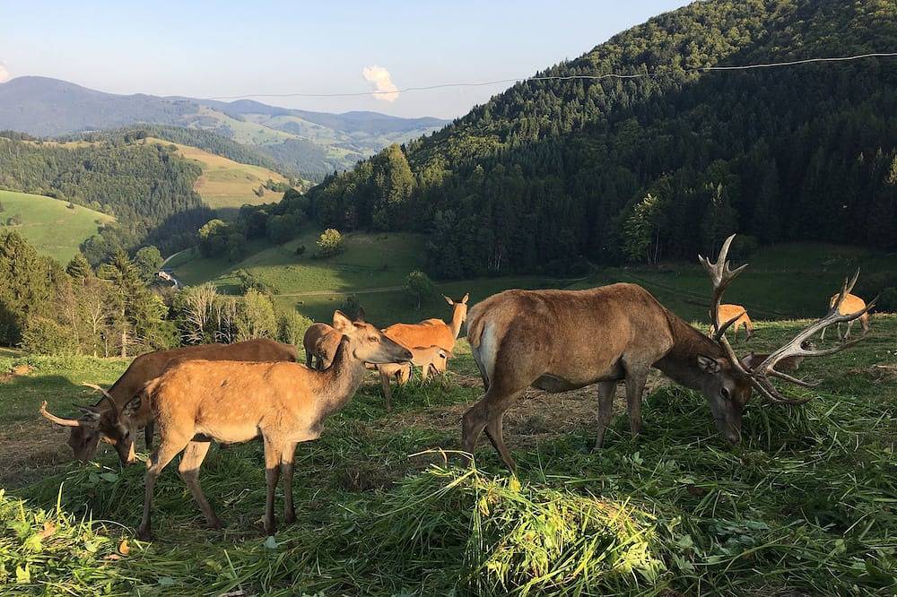 Ganze Wohnung, Ferien im Schwarzwald am Belchen in Neuenweg, Kleines Wiesental