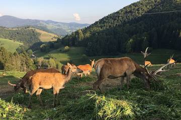 Ferienwohnung für 5 Personen, mit Balkon und Sauna in Kleines Wiesental
