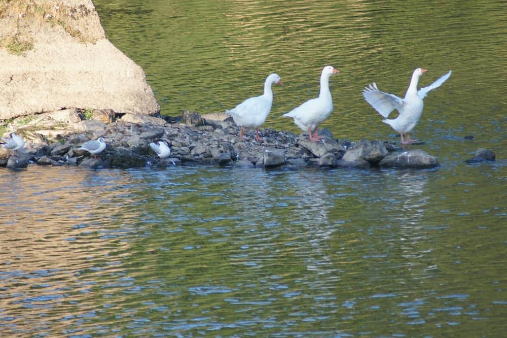 Le gîte des Pêcheurs au calme à 5 mn de Terra Botanica in Cantenay-Épinard, Région d'Angers
