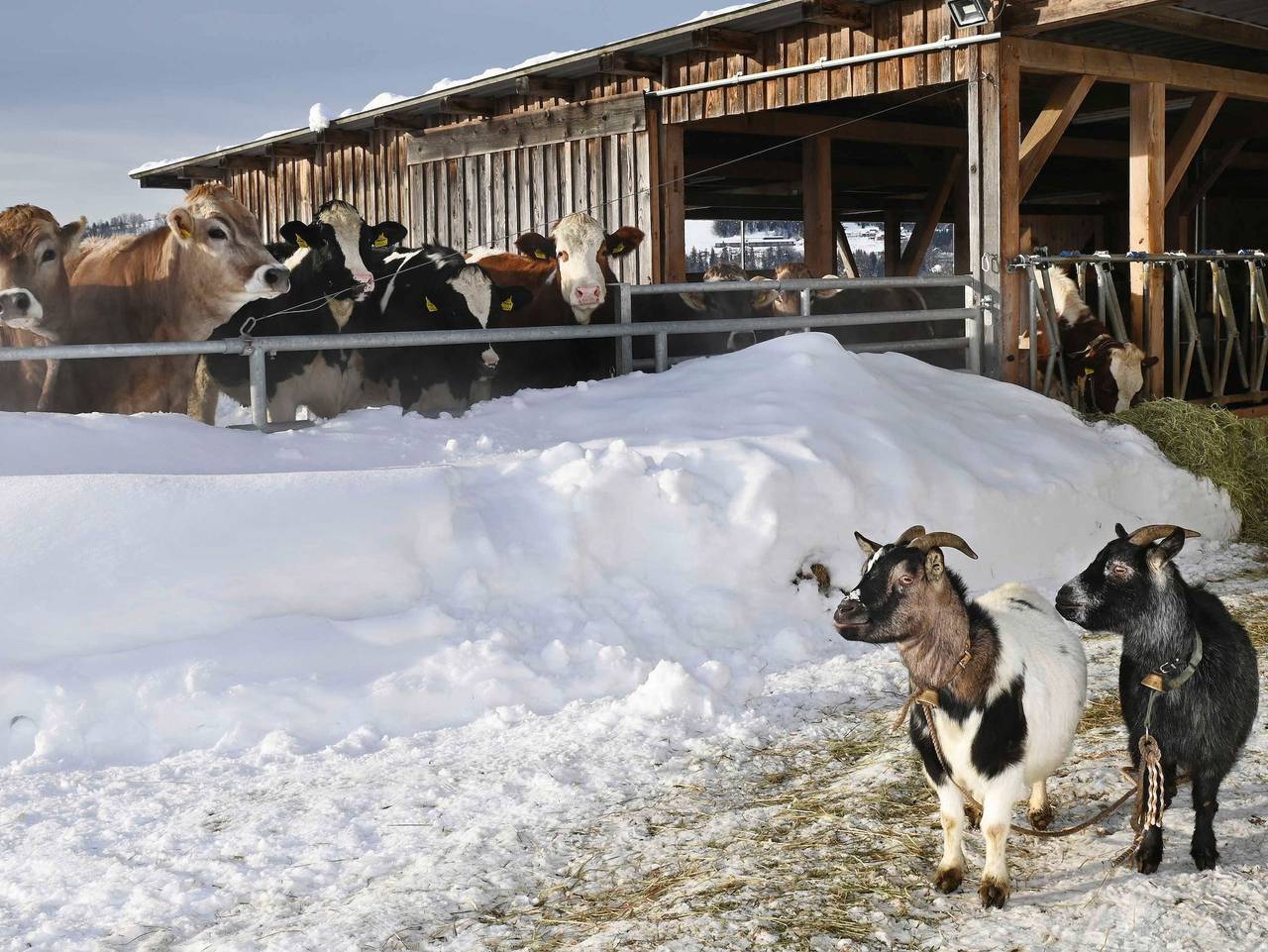 Nahturhof - Urlaub.Natürlich.Erleben. - Chalet Hof in Krumbach (Vorarlberg), Bodensee-Vorarlberg