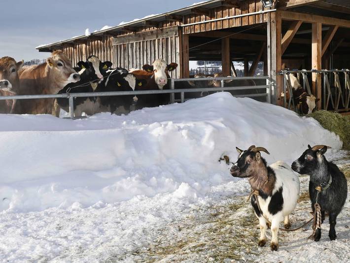 Bauernhof für 2 Personen, mit Sauna und Garten im Bregenzerwald - 3