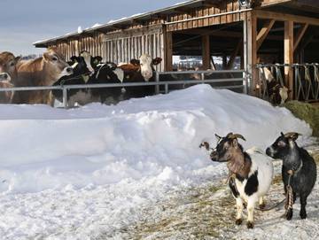 Bauernhof für 2 Personen in Krumbach (Vorarlberg), Bodensee (Österreich), Bild 2