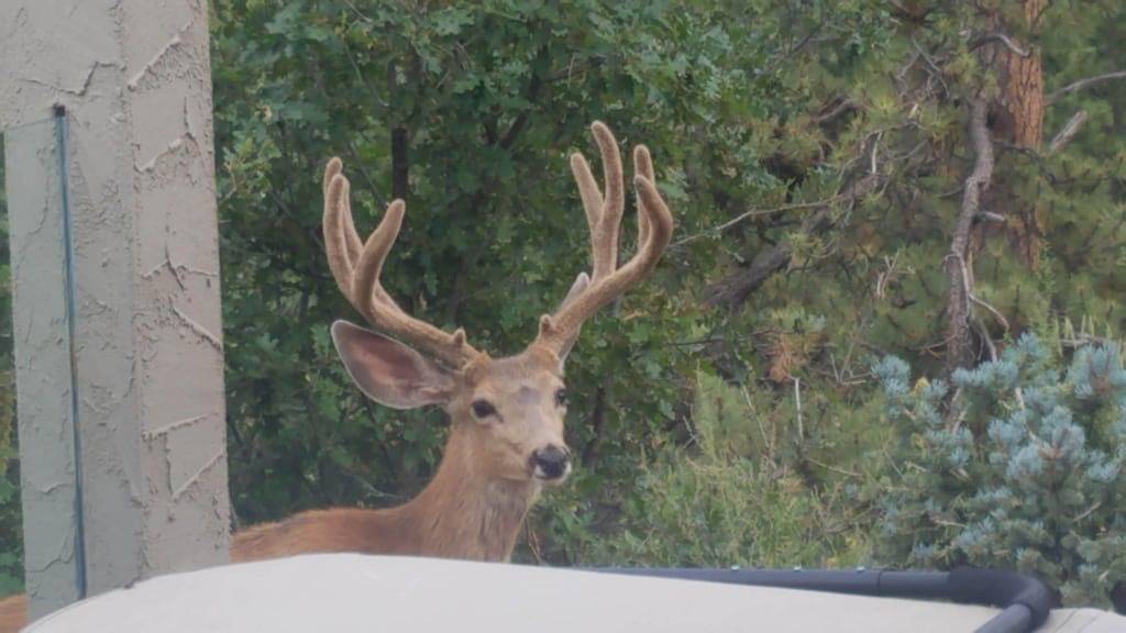 Charme der Alten Welt am Fuße des Pikes Peak in Woodland Park, Teller County