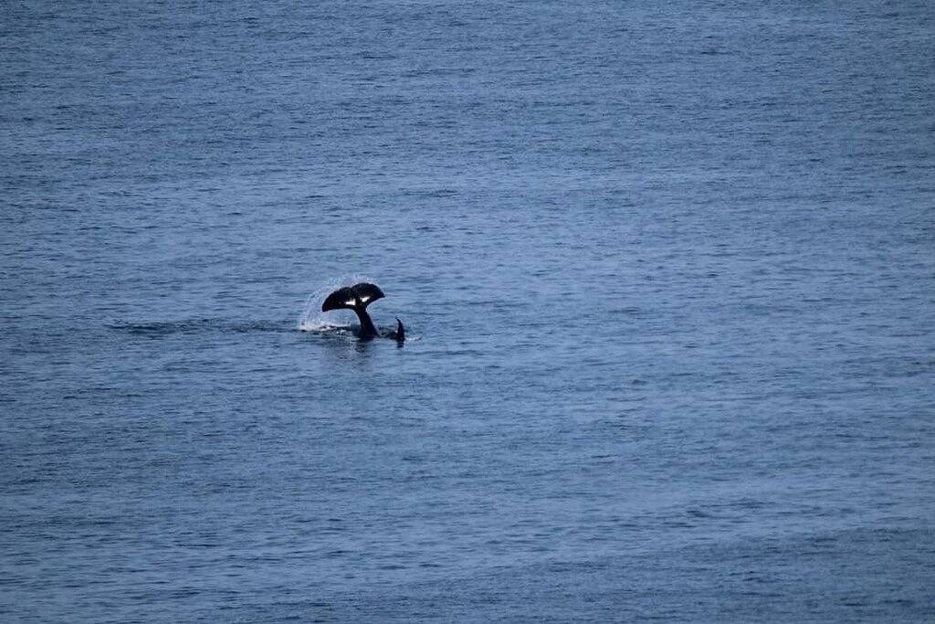 Ganze Wohnung, Big Vista Panorama-Luxus-Suite mit Meerblick in Nanaimo, Regional District of Nanaimo