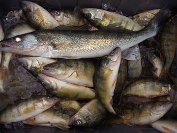 Vacation House for 7 Guests in Lake Erie, Ohio, Picture 1