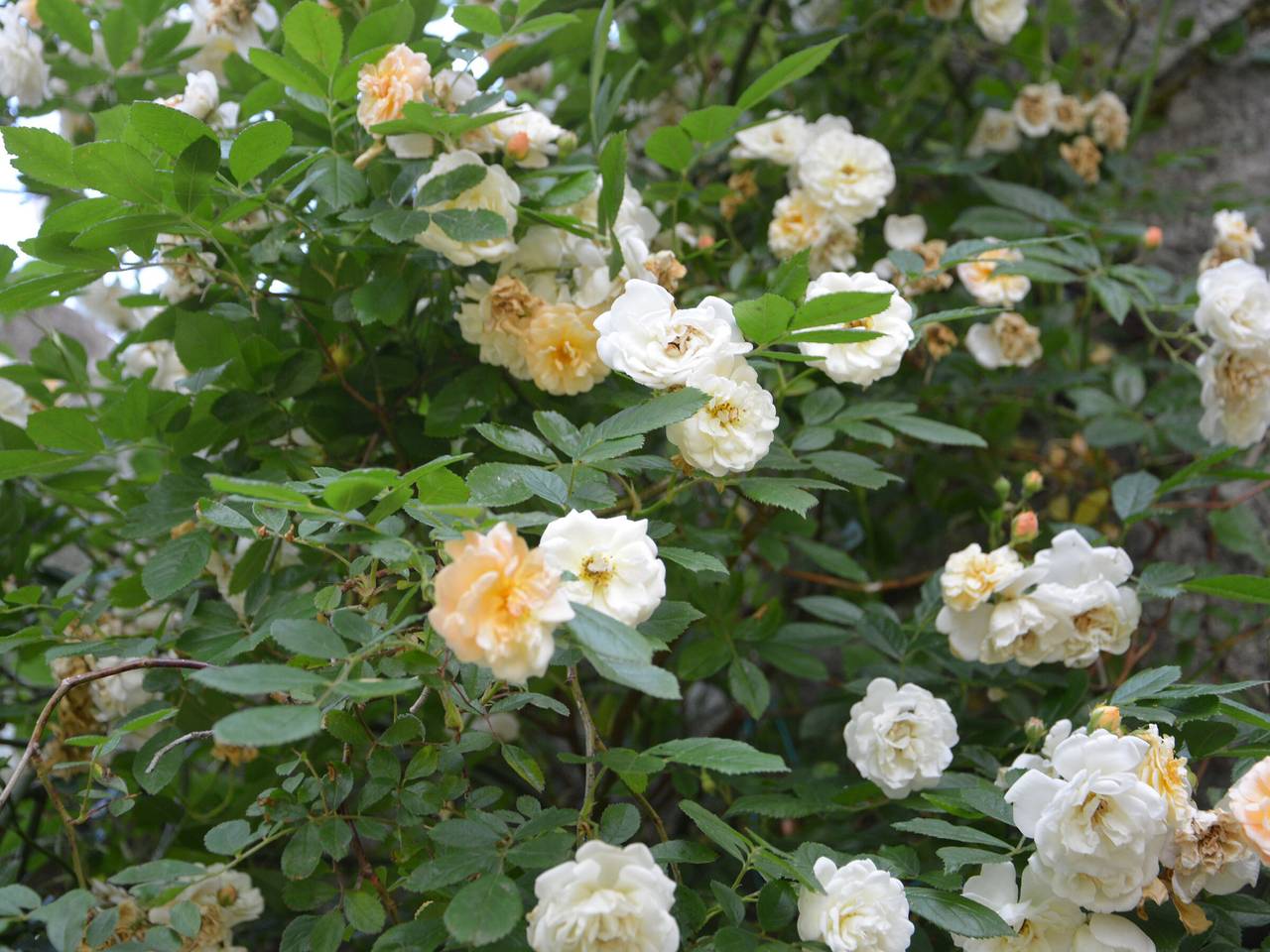 Charmante Maison en Granit Près de Tence in Tence, Haute-Loire