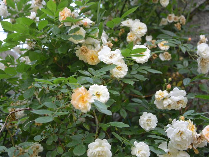 Gîte pour 6 personnes, avec jardin, animaux acceptés à Tence - 3