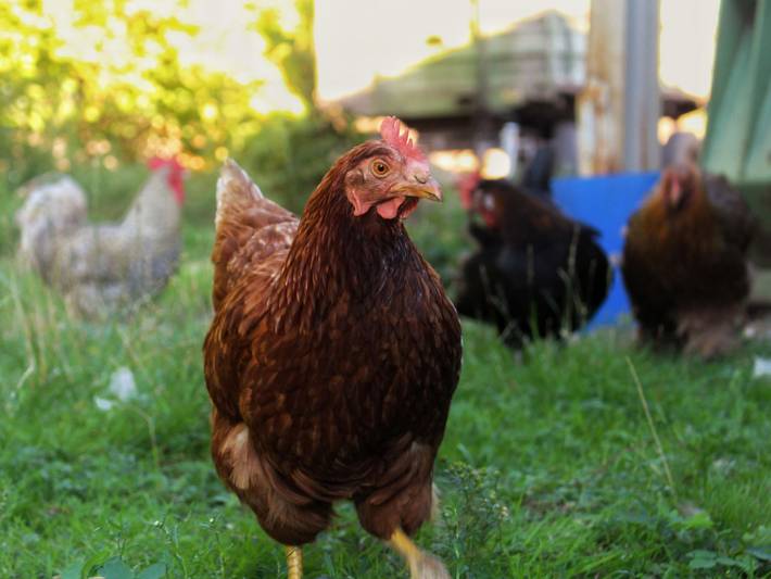 Ferienhaus für 2 Personen, mit Terrasse und Garten in Niedersachsen - 4