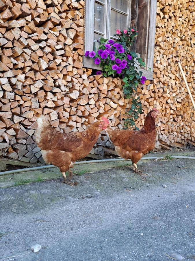 Ferienhof Brunbacher Wolfgangsee in Sankt Wolfgang im Salzkammergut, Bezirk Gmunden