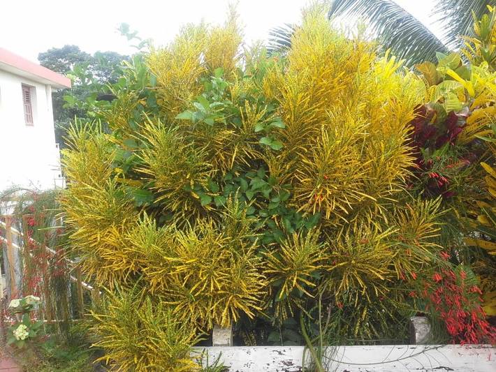 Gîte pour 2 personnes, avec vue et jardin à Le Robert - 3